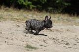 BOULEDOGUE FRANCAIS 160